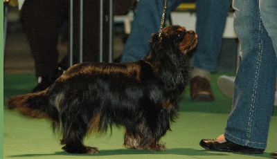 du pré au comte - Ebony and Gold Championne de Belgique