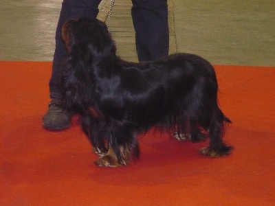 du pré au comte - Bruxelles Dog Show