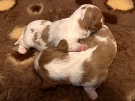 du pré au comte - Chiots disponibles - Cavalier King Charles Spaniel