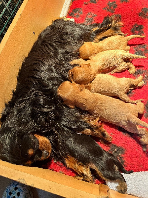 CHIOT 2