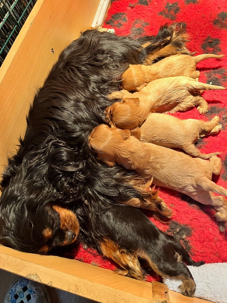 du pré au comte - Chiots disponibles - Cavalier King Charles Spaniel